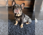 Small Photo #1 French Bulldog Puppy For Sale in GRAND PRAIRIE, TX, USA