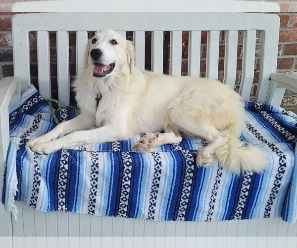 Medium Photo #3 Great Pyrenees Puppy For Sale in Spring, TX, USA