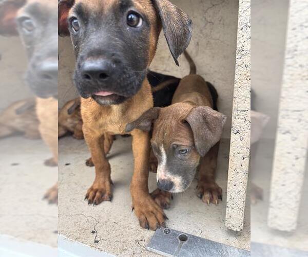 Medium Photo #1 American Pit Bull Terrier-Unknown Mix Puppy For Sale in Oklahoma City, OK, USA