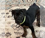 Small #12 Mutt