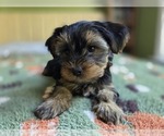 Small #42 Yorkshire Terrier