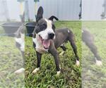 Small Staffordshire Bull Terrier