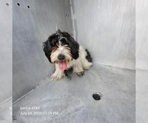 Mutt Dogs for adoption in San Antonio, TX, USA