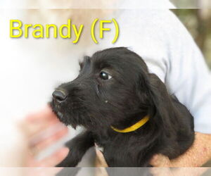 Labrador Retriever-Unknown Mix Dogs for adoption in Aurora, IN, USA