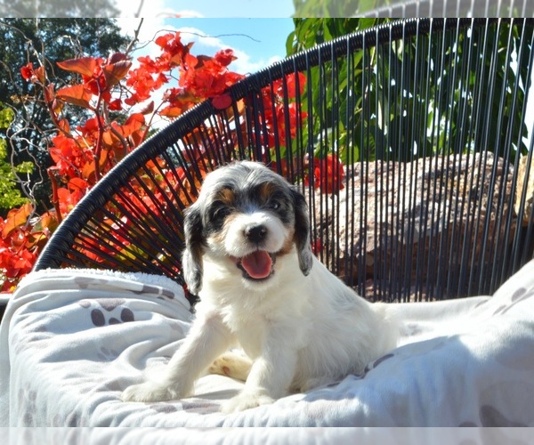 Medium Photo #6 Cavapoo Puppy For Sale in ELIZABETHTOWN, PA, USA