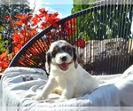 Small #1 Cavapoo