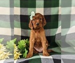Small Photo #2 Irish Setter Puppy For Sale in BIRD IN HAND, PA, USA