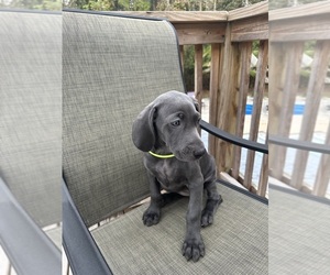 Weimaraner Puppy for sale in RICHMOND HILL, GA, USA