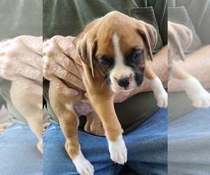 Boxer Puppy for sale in GOLDFIELD, IA, USA