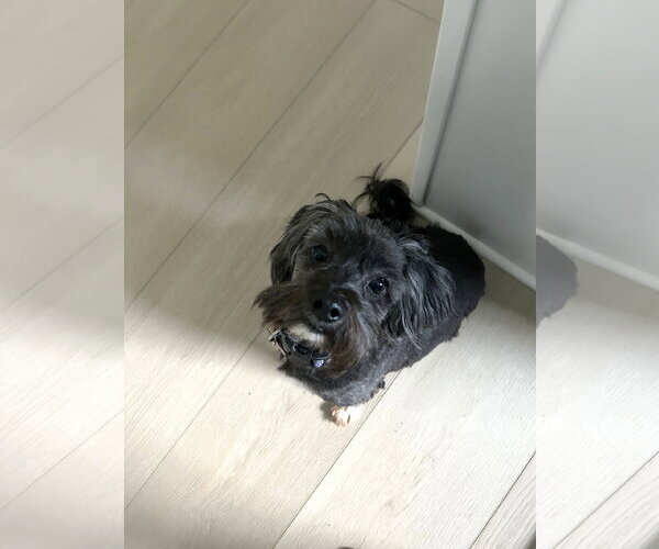 Medium Photo #2 Shih-Poo Puppy For Sale in St. Louis Park, MN, USA