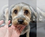 Small #3 Doxiepoo (Miniature)
