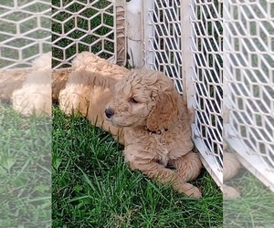 Goldendoodle Puppy for sale in GREENVILLE, PA, USA