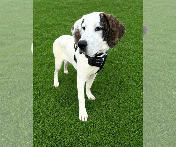 Medium Photo #1 Mutt Puppy For Sale in Shelburne, VT, USA