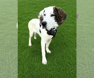 Mutt Dogs for adoption in Shelburne, VT, USA