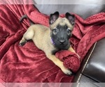 Small Photo #5 Belgian Malinois Puppy For Sale in REESEVILLE, WI, USA