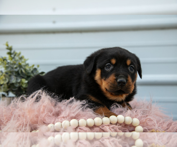 Medium Photo #20 Rottweiler Puppy For Sale in BRYANT, IN, USA