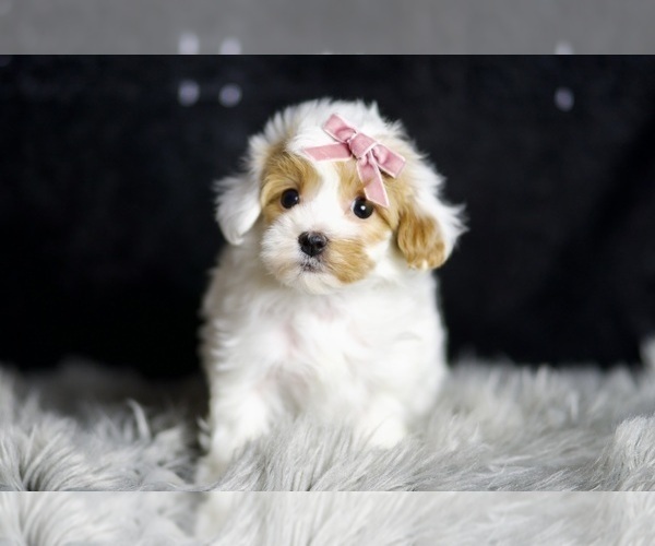 Medium Photo #97 Maltipoo Puppy For Sale in WARSAW, IN, USA