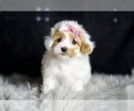Puppy Faith Maltipoo