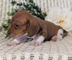Small #7 Dachshund
