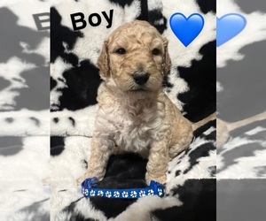 Goldendoodle Puppy for sale in MARYVILLE, TN, USA