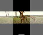 Small #3 Mutt
