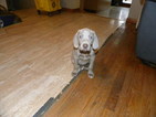 Small Photo #1 Weimaraner Puppy For Sale in GROVE CITY, OH, USA