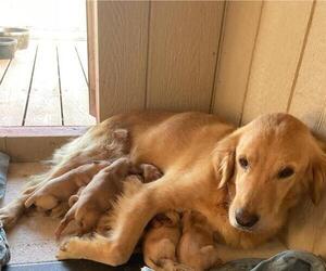 Golden Retriever Puppy for sale in NORWOOD, MO, USA