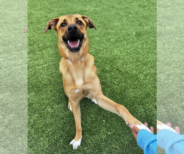 Medium Photo #2 Mutt Puppy For Sale in Salinas, CA, USA