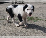 Small #8 Sheprador