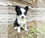 Image preview for Ad Listing. Nickname: Ash
