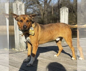 Mutt Dogs for adoption in Boston, MA, USA