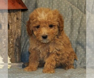 Goldendoodle-Poodle (Miniature) Mix Puppy for sale in PARADISE, PA, USA