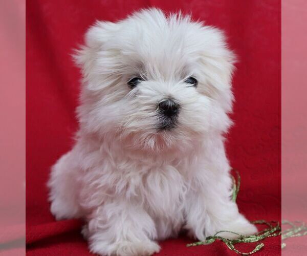 Medium Photo #4 Maltese Puppy For Sale in GREENVILLE, PA, USA
