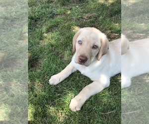 Labrador Retriever Puppy for Sale in YADKINVILLE, North Carolina USA