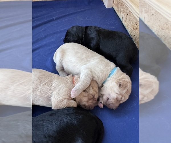 Medium Photo #31 Goldendoodle Puppy For Sale in MATTHEWS, NC, USA