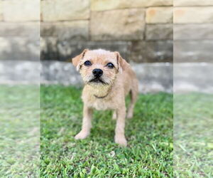 Mutt Dogs for adoption in PIPE CREEK, TX, USA