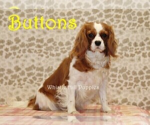 Mother of the Cavapoo puppies born on 04/23/2025
