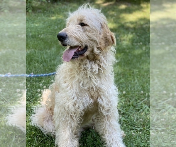 Medium Photo #1 Goldendoodle Puppy For Sale in MORGANTOWN, IN, USA