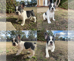 Small #3 French Bulldog