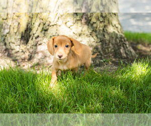 Dachshund Puppy for sale in NAPPANEE, IN, USA