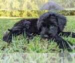 Small Photo #4 Portuguese Water Dog Puppy For Sale in CALLAHAN, FL, USA