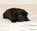 Small Photo #28 French Bulldog Puppy For Sale in WINNSBORO, TX, USA