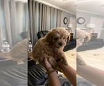 Bella Tan Girl - Female Maltipoo (Toy) Puppy for Sale - Small photo