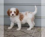 Small Photo #4 Cavapoo Puppy For Sale in NARVON, PA, USA
