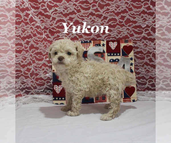 Medium Photo #12 Poodle (Toy) Puppy For Sale in CHANUTE, KS, USA