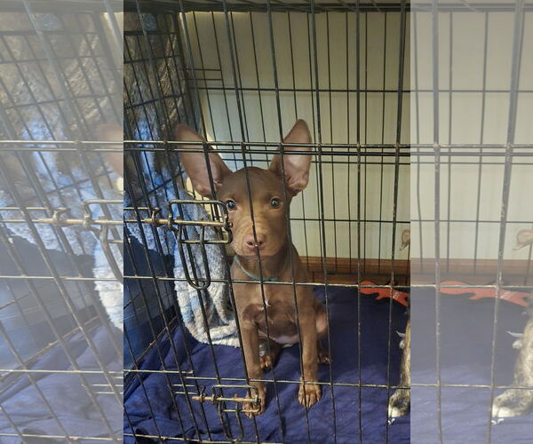 Medium Photo #1 Labrador Retriever-Unknown Mix Puppy For Sale in The Woodlands, TX, USA