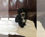 Small Photo #1 Yorkshire Terrier Puppy For Sale in TULARE, CA, USA