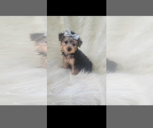 Yorkshire Terrier Puppy for sale in INDIANAPOLIS, IN, USA