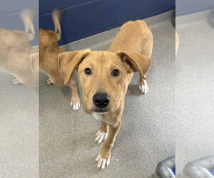 Mutt Dogs for adoption in Sterling, MA, USA