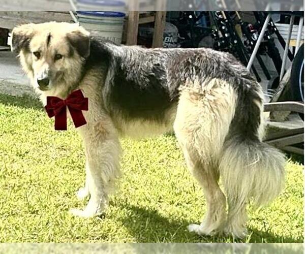 Medium Photo #1 German Shepherd Dog-Great Pyrenees Mix Puppy For Sale in Houston, TX, USA